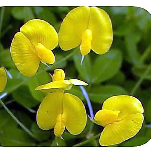 5 Mudas de Grama Amendoim Deixe Seu Jardim Sempre Verde e Florido