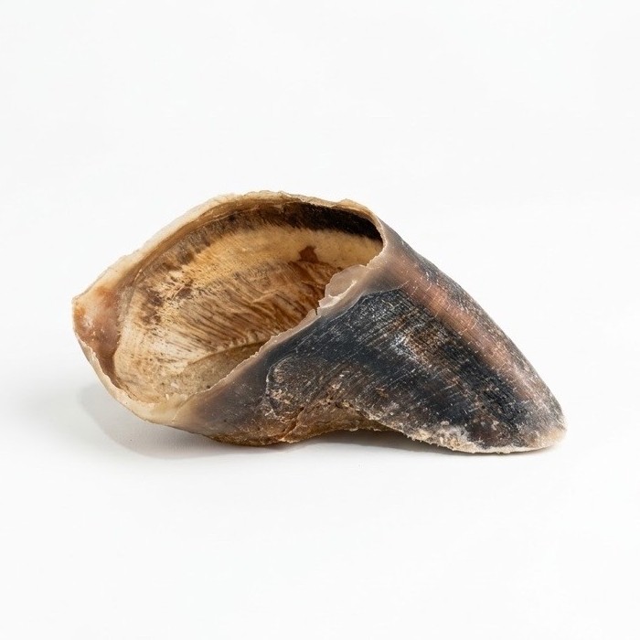 Mordedor Natural Artesanal Casco Bovino Opaparico - Kit de 2un