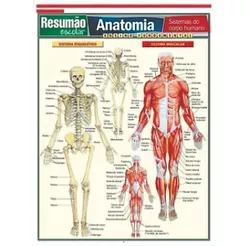 BANNER ARTE PRONTA PEDAGÓGICO - ANATOMIA