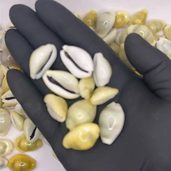 500 gramas de Buzio Gema natural fechado Pequeno Artesanato Brajas Tam pequeno
