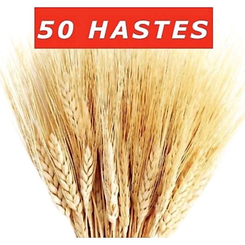 50 Hastes Trigo Seco Natural Alvejado Decoração Especial