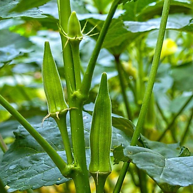 100 sementes Quiabo Santa Cruz | Cultivo por sementes — imagem 2 de 2