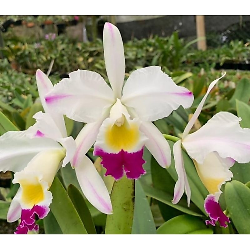 Cattleya eldorado semi alba pincelada X semi alba.