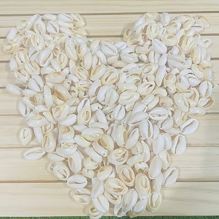 búzios natural cortado para artesanato - 16x11 100 peças