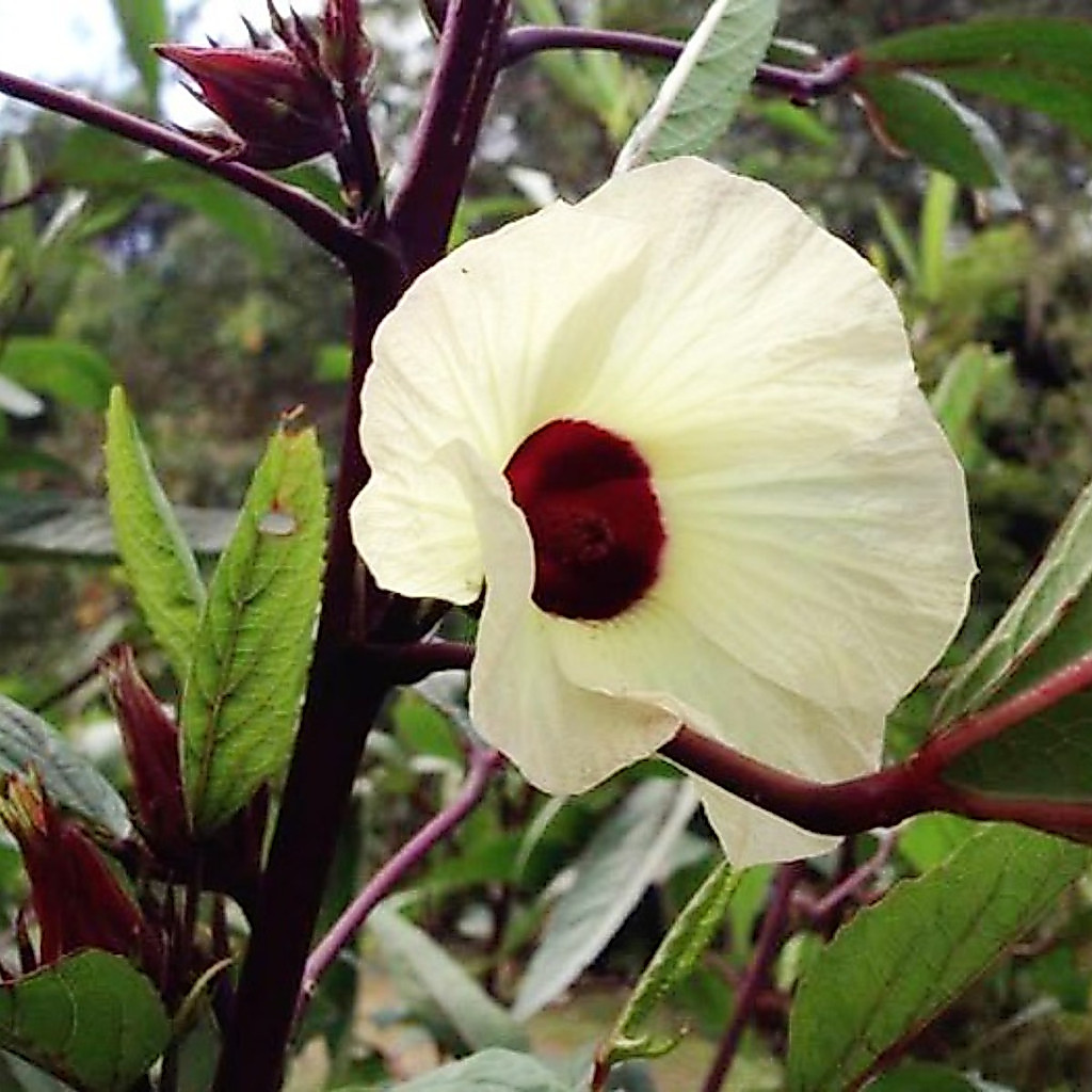500 sementes Groselha Cuxá / Vinagreira / Hibisco Caruru | Cultivo por sementes — imagem 2 de 2