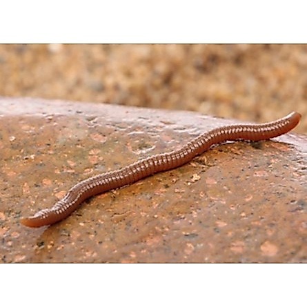 ISCA ARTIFICIAL MINHOCA MARROM ESCURA 7,5 CM EM SILICONE PARA PESCA