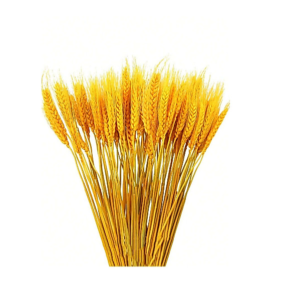 Trigos Secos 25 à 30cm Fechos Fardos Desidratados Arranjos Flores Decoração Hastes Lembrancinhas — imagem 2 de 2