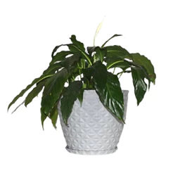 Vaso Polietileno para Plantas Jardim Sala Luxo Coluna Bojo Diamante 0 Cinza