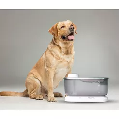 Bebedouro Extra Grande 7 Litros de Água Sensor Automático Elevado Para Gatos e Cães