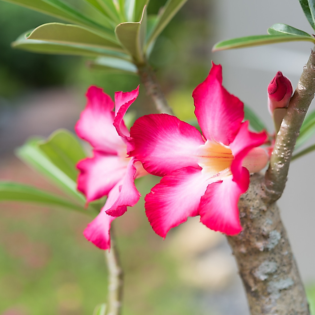 Substrato para Rosa do Deserto Pronto para Uso Drenagem Rápida Caudex Adenium — imagem 2 de 2