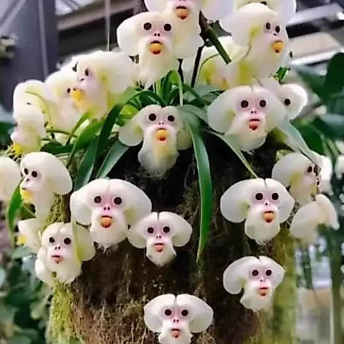 Semeie: 300 sementes da orquídea cara de macaco mini pra vaso