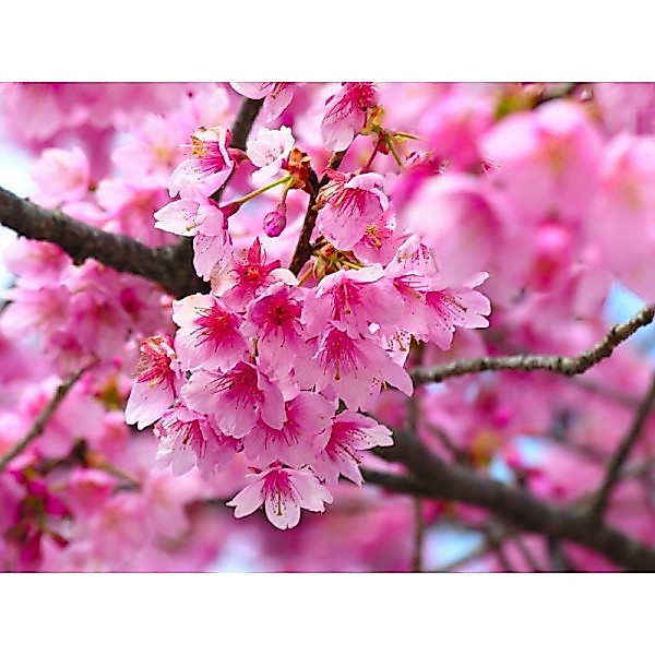 Envio rápido 10 Sementes de Cerejeira Sakura Rosa para plantio de Mudas