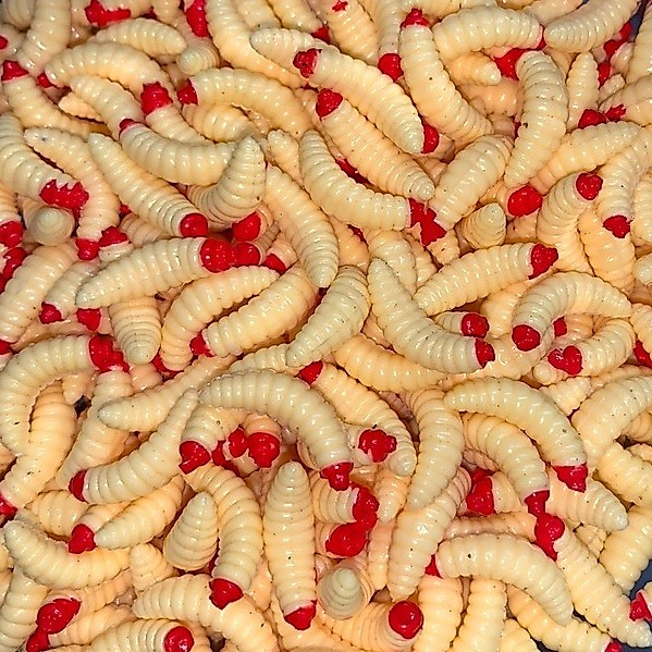 Kit Isca Artificial Bicho da Laranja Larva - Bege e Vermelho -Traíra Tucunaré Corvina Tilápia Robalo — imagem 2 de 2