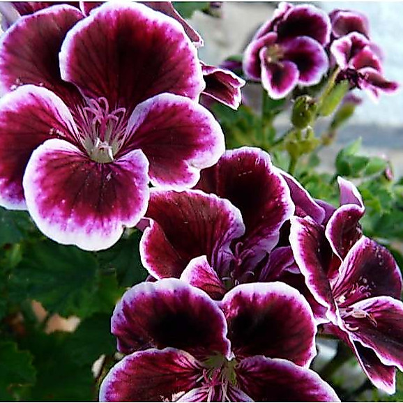 50 sementes raras de Gerânio floresce o ano todo ll