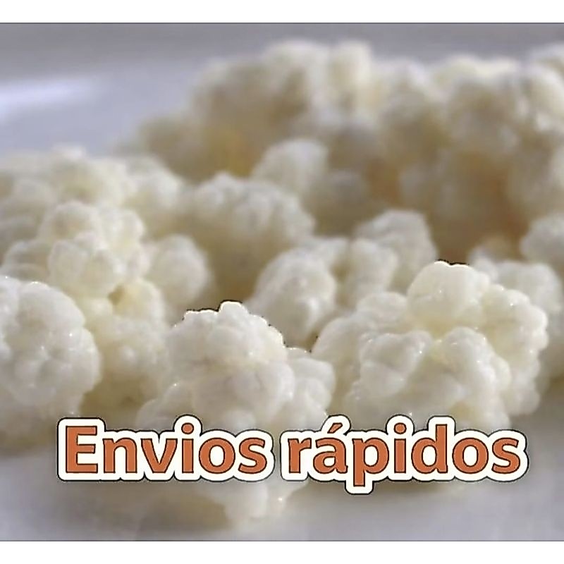kefir de leite ativos saudáveis envio imediato
