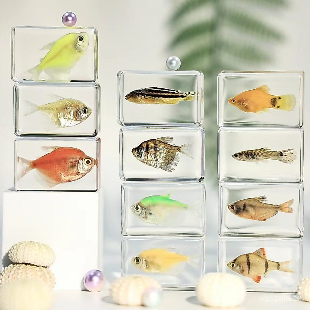 Espécimes de Peixes Tropicais, Artesanato em Resina Transparente, Brinquedos Científicos para Jardim de Infância, Lembra