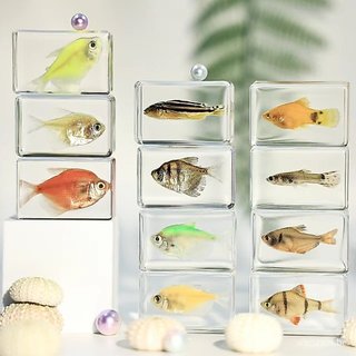 Espécimes de Peixes Tropicais, Artesanato em Resina Transparente, Brinquedos Científicos para Jardim de Infância, Lembra