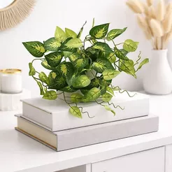 Arranjo decorativo Planta Jigóia da Fortuna Vaso Ceramica