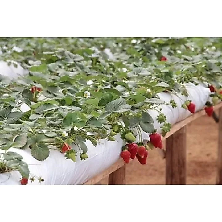 Kit 10 Sacos Slab 33 X 110cm Vazio Plantio Morango/hortaliça