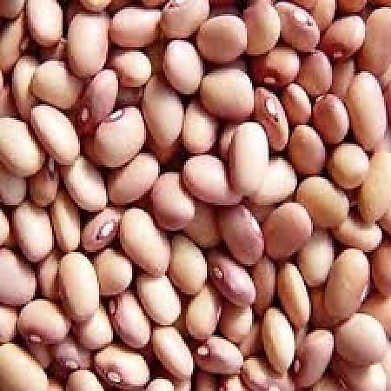 1 Kg De Sementes De Feijão Rosinha Para Plantio E Cozinhar REF:03TP