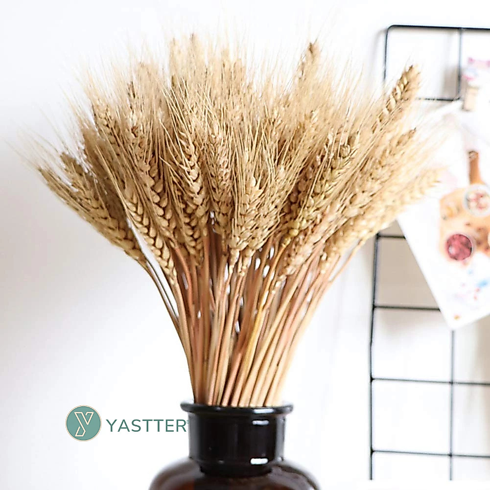 120 Hastes Trigo Seco Premium para Decoração | Arranjos, Flores Desidratadas e Vasos Decorativos