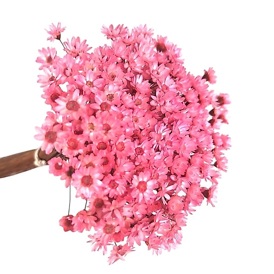 Sempre Viva Rose / Cor Natural / Kit com ate 1800 Flores Sempre Vivas Arranjos e Decoração