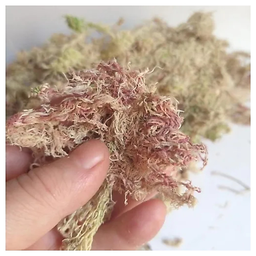 Musgo Esfagno Seco Pacote 3L Rosado Para Orquídeas e Flores