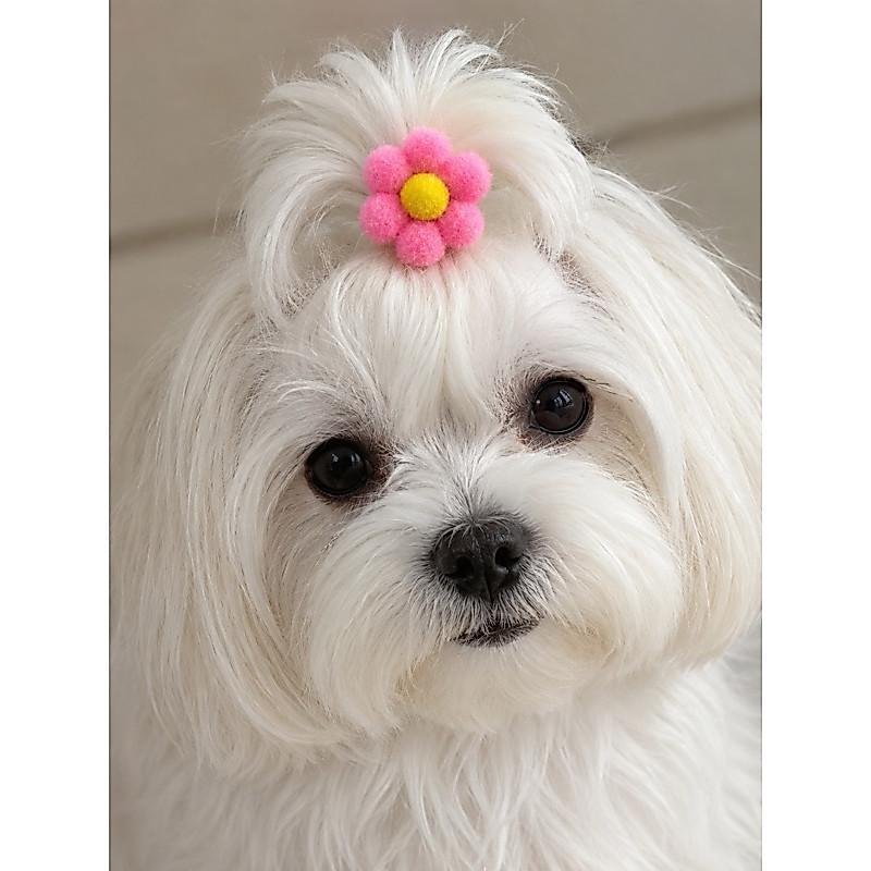 kit com 12 laços Pet Flor Pompom Colorido para Cachorro – Acessório Fofo Banho e Tosa Pet Shop
