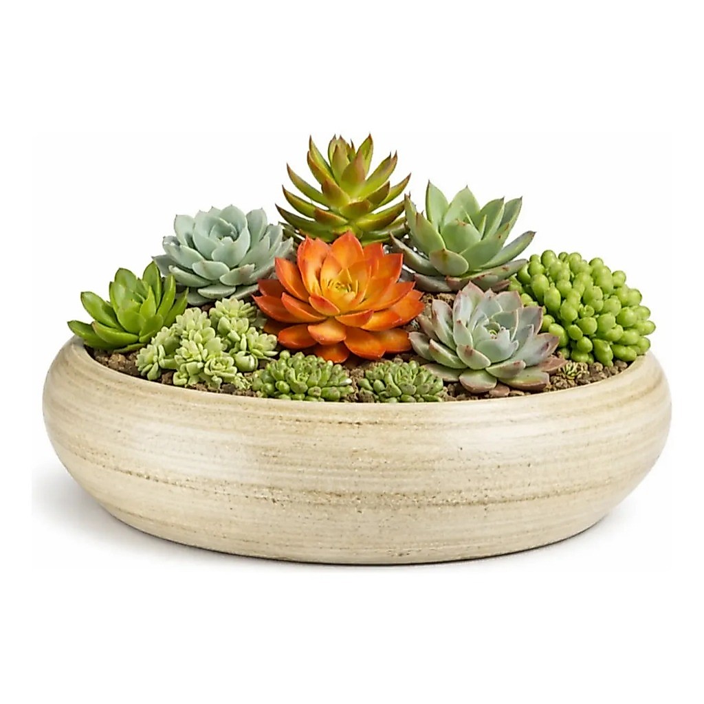Vaso Bonsai Bacia Suculenta 26x10cm Cor Palha Decorativo