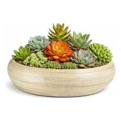 Vaso Bonsai Bacia Suculenta 26x10cm Cor Palha Decorativo