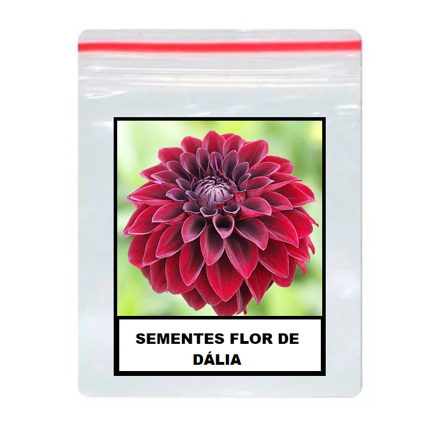 Zínia Flor de Dália Vermelhas 50 Sementes | Shopee Brasil