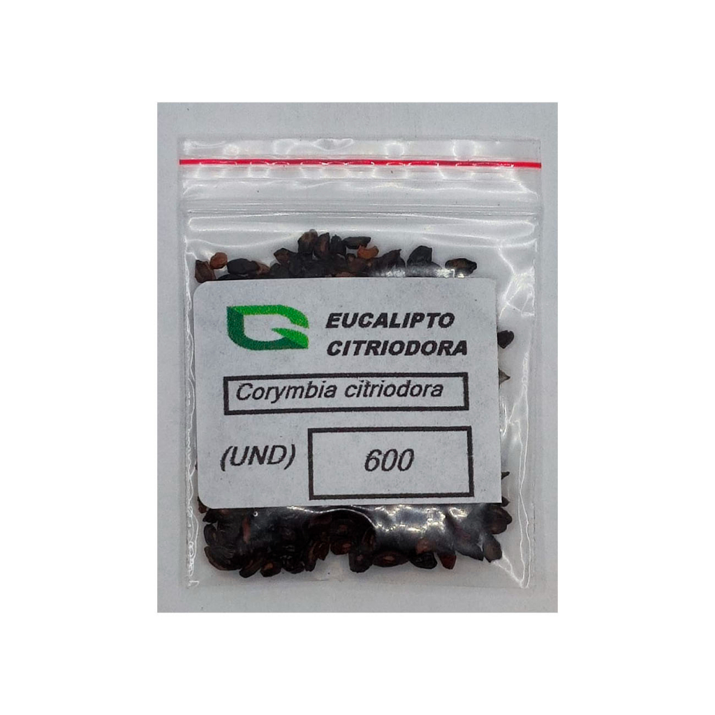 500 Sementes De Eucalipto Citriodora