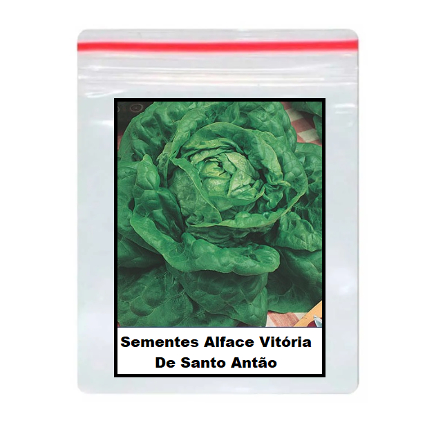500 Sementes De Alface Vitória De Santo Antão