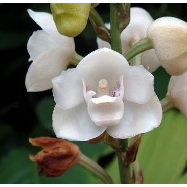 300 sementes da orquídea branca da paz | Shopee Brasil