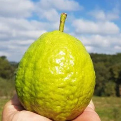 Kit 20 Sementes Goiaba Tailandesa Gigante Premium Alta Produção Alta Germinação