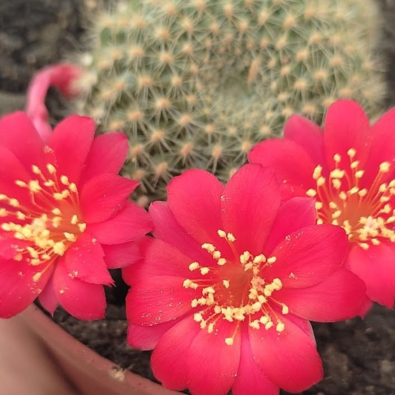 400 Sementes de Cactos Rebutia Mix Cactos Flor P/ Mudas Cactus pra fazer muda