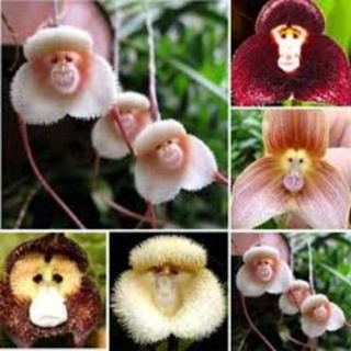 mudas+de+orquídeas em Promoção na Shopee Brasil 2023