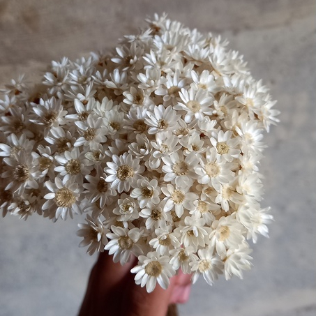 Flor sempre viva e sempre viva EXTRA TIPO 1 , buquê com 300/500/800/1000 flores sempre vivas , Flores secas desidratadas