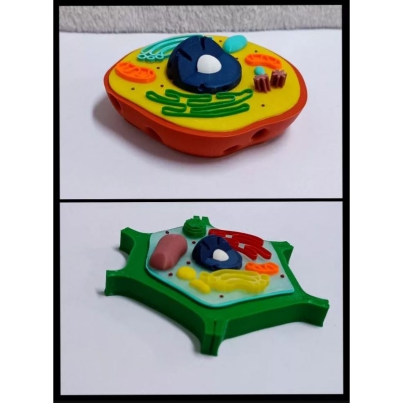 Modelo 3D célula eucarionte animal e vegetal biologia ensino P | Shopee  Brasil