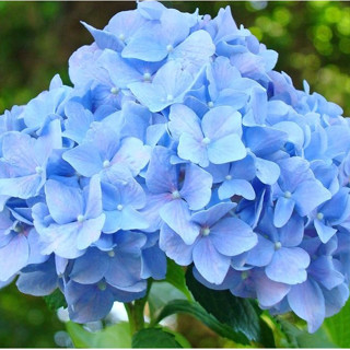 200 sementes hortênsia azul semente originais frete rápido