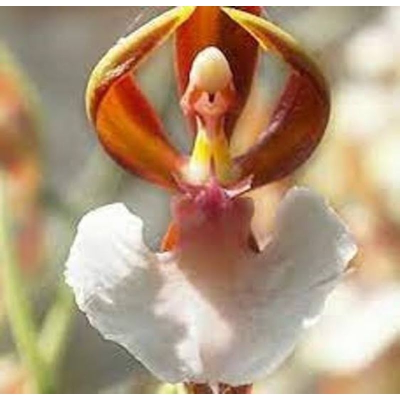 sementes orquídeas em Promoção na Shopee Brasil 2023