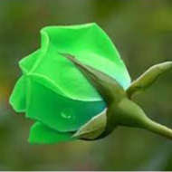 30 sementes da legitima rosa verde flor rara pra fazer muda