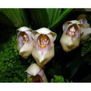 sementes orquídeas em Promoção na Shopee Brasil 2023