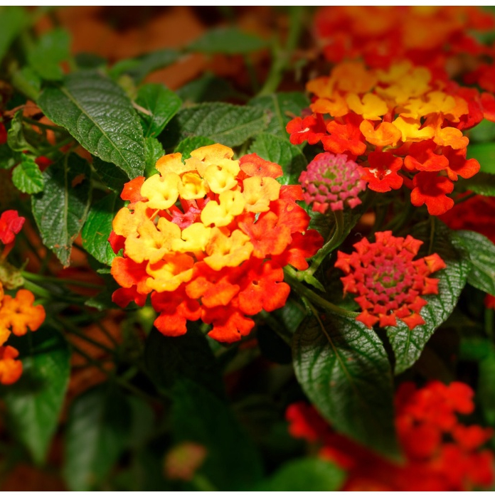 100 Sementes De Lantana camara  - Frete rápido