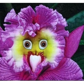 50 seeds planta orquídea cara de macaco p Mudas p mudas | Shopee Brasil