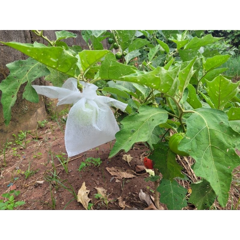 saquinhos para proteger as frutas no pé, tamanho 10x14 para frutas pequenas(amoras,pessegos,ameixas,nectarinas,morangos.