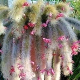 100 sementes de cactos rabo de macaco jt pra fazer muda