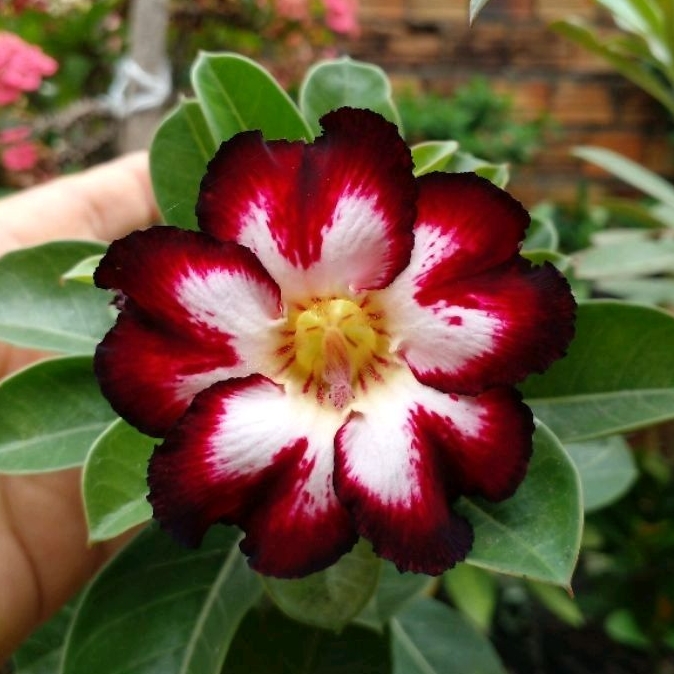 Sementes Rosa do deserto Black love