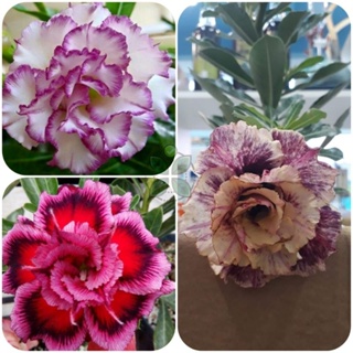 Kit 6 Sementes de Rosa do deserto em Oferta na Shopee