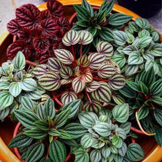100 sements minis peperomias mix especies com manual de cultivo
